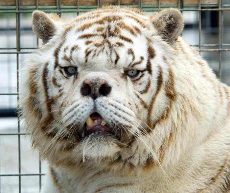 Why Breeding White Tigers is a Disastrous Decision and Needs to Stop