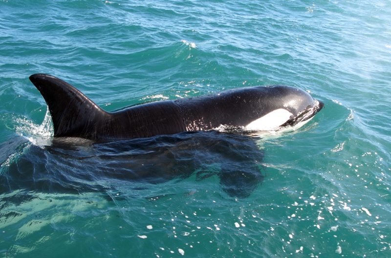 A Personal Reflection On Encounters with Orca