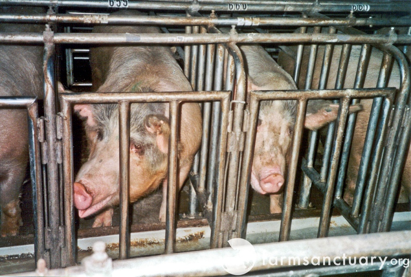 Shocking Images Illustrate Cruel Confinement of Animals on Factory Farms