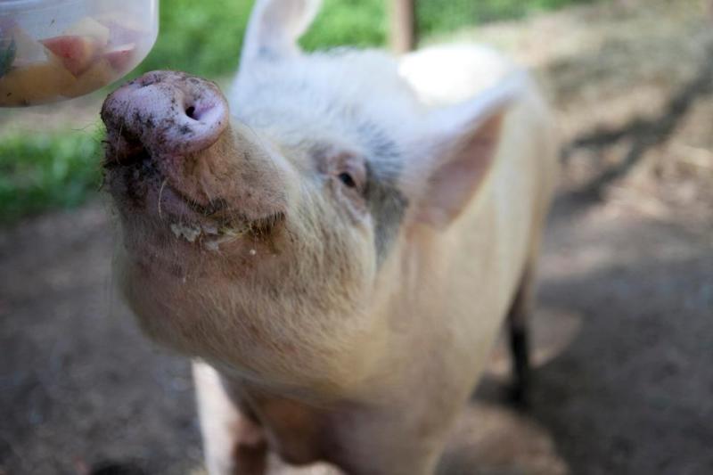 18 Photos that Prove Farm Animals are Someone Not Something