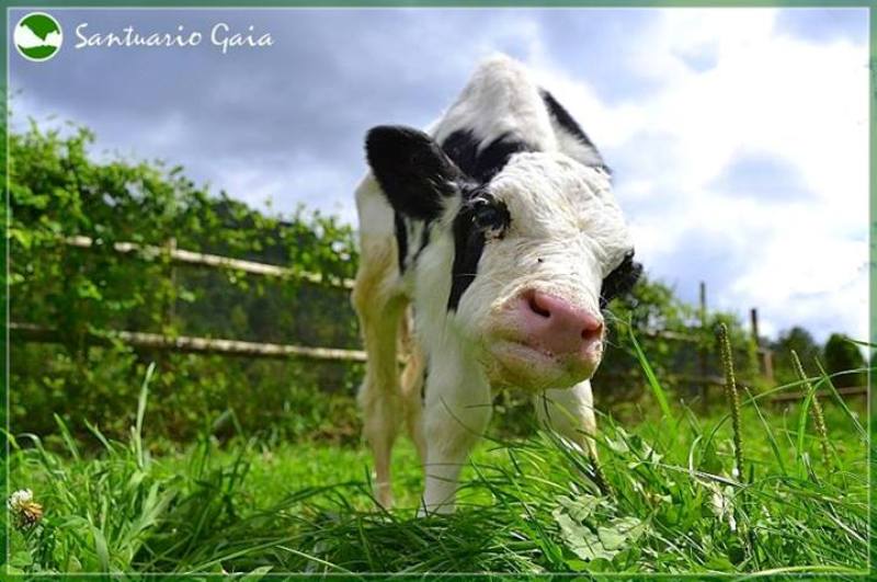 From Veal Crate to Sanctuary: The Beautiful Rescue Story of Samuel the Calf (PHOTOS)