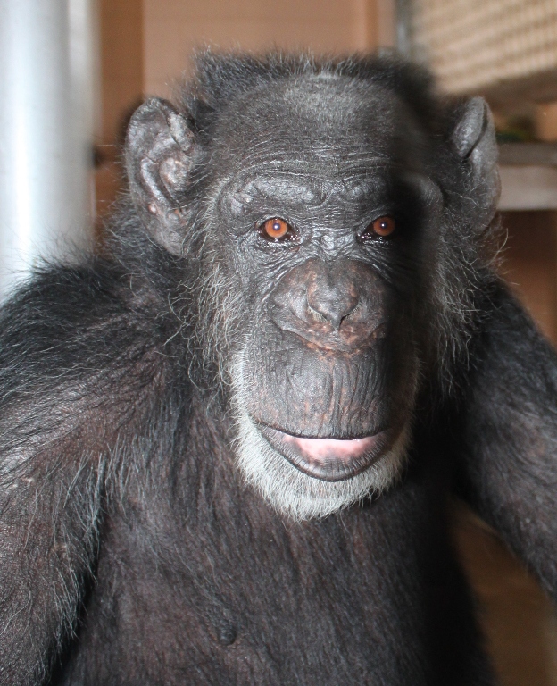 After 23 Years in a Lab, Scarlett the Chimp Now Enjoys a Life of Leisure and Freedom (PHOTOS)
