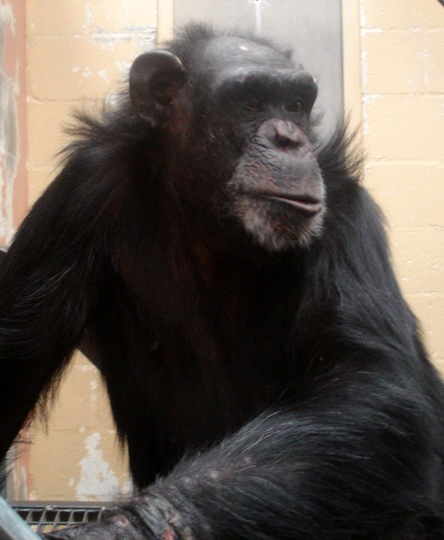 After 23 Years in a Lab, Scarlett the Chimp Now Enjoys a Life of Leisure and Freedom (PHOTOS)