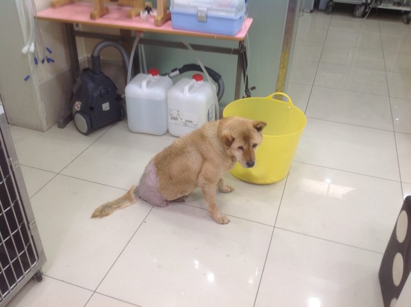Sweet Stray Somang Rescued from South Korean Dog Meat Market