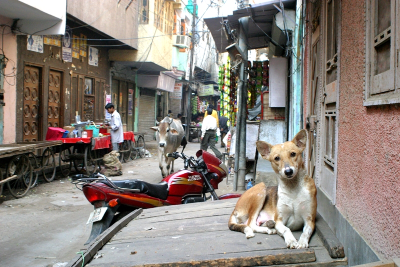 A Real Look at Rescuing and Returning Street Dogs in India
