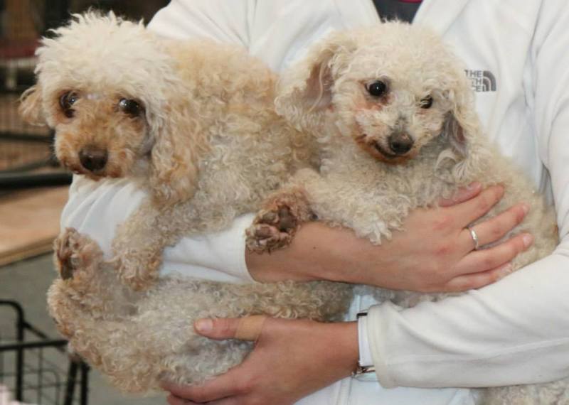 Experiences From the Front: A Rescuer's First-Hand Account of Rescuing Puppy Mill Dogs