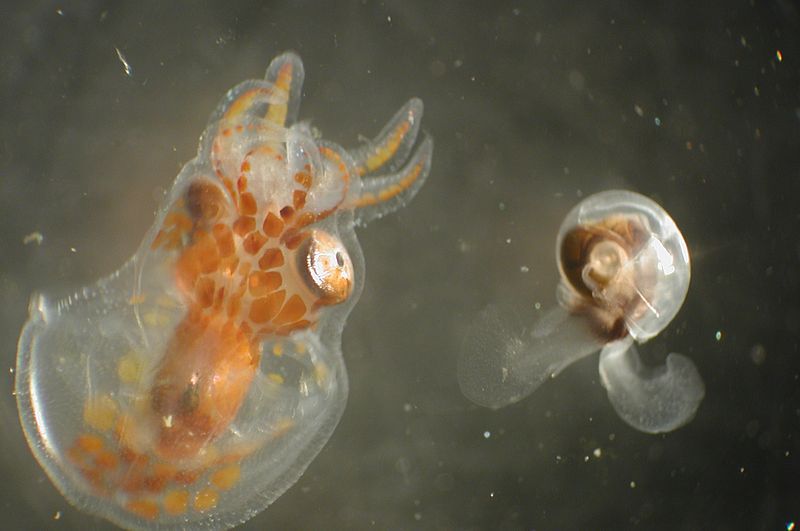 5 Types of Sea Life Affected by Ocean Acidification