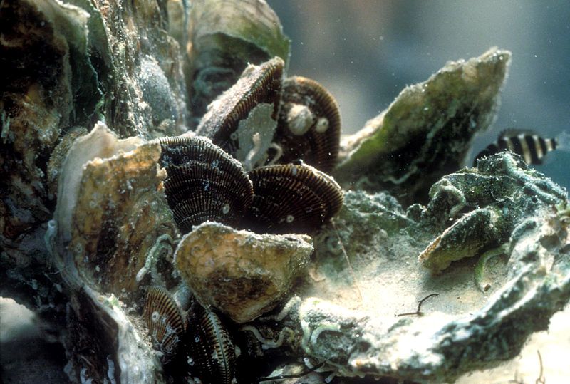 5 Types of Sea Life Affected by Ocean Acidification