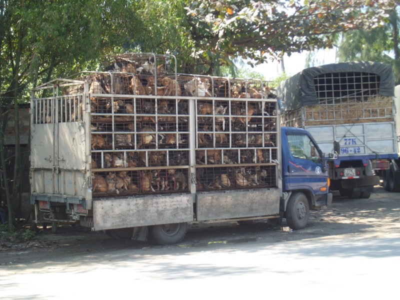 There Is Hope for the Victims of the Vietnam Dog Meat Trade