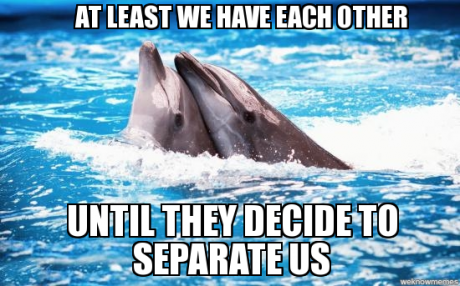 Dolphin Meme 2