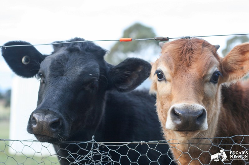 Two Former Dairy Farm Calves Rescued on the Same Day Remain Best Friends (PHOTOS)