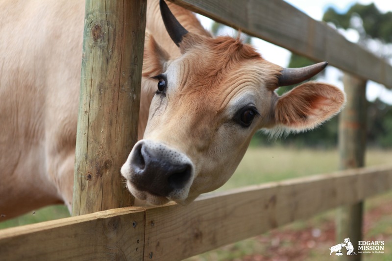 Two Former Dairy Farm Calves Rescued on the Same Day Remain Best Friends (PHOTOS)