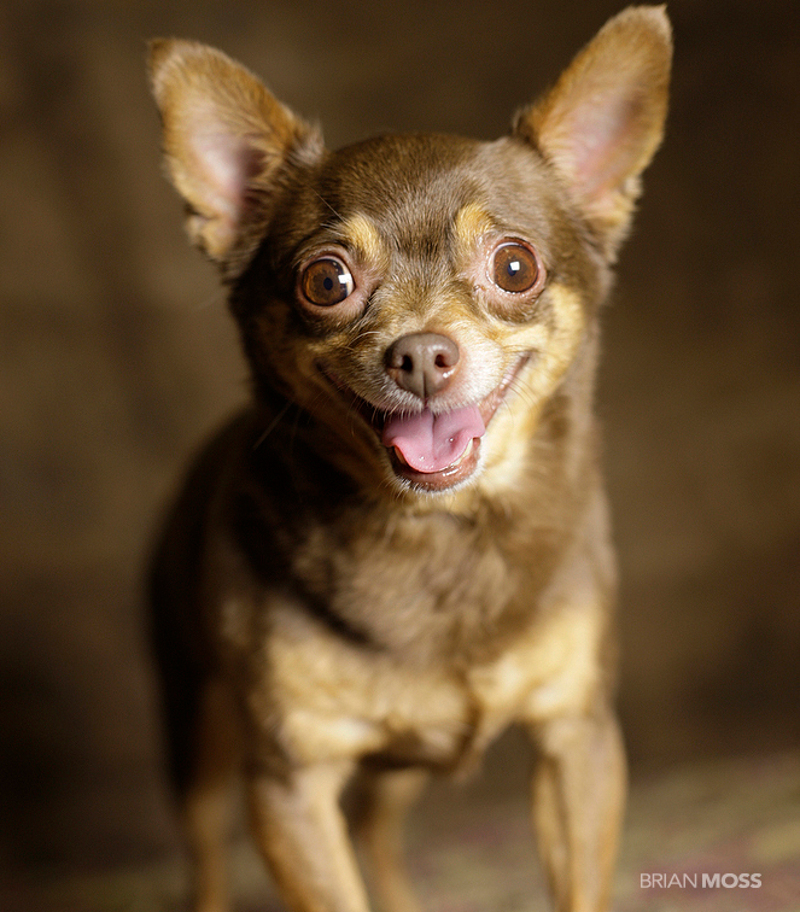 Photographer Captures Beautiful Still of Animals Looking for Forever Homes