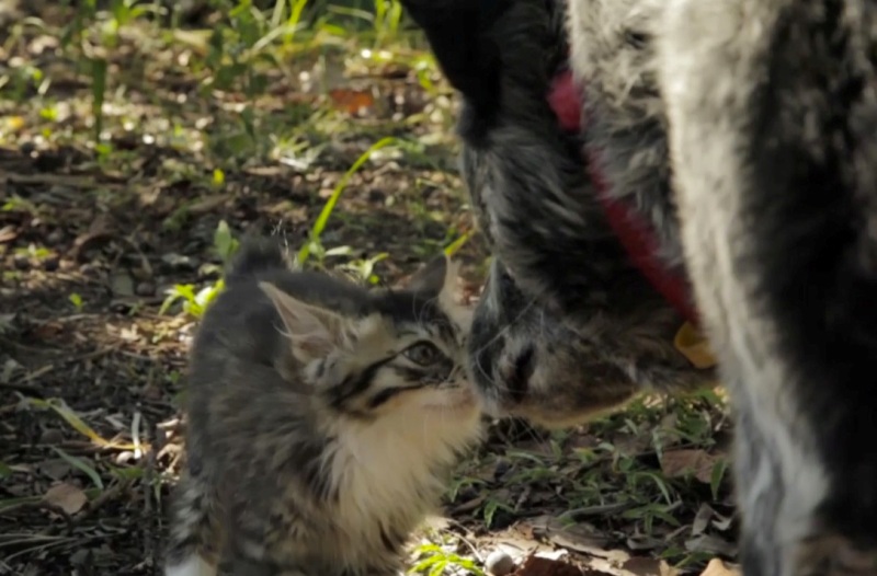 Sweet Dog Takes Disabled Kitten Under His Wing (VIDEO)