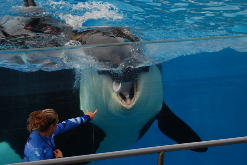 50 Reasons Why We Won't Be Celebrating SeaWorld's 50th Anniversary