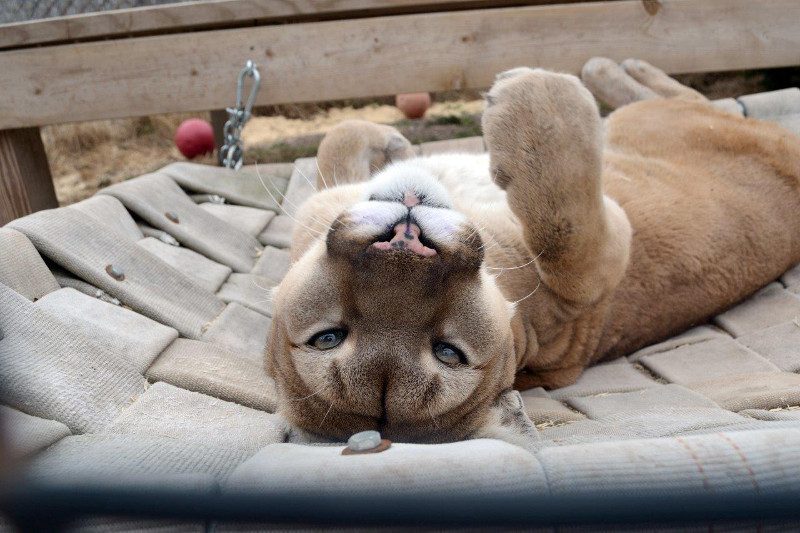 Keep the Wild in Your Heart, Not Your Home: The Story of Tasha the Cougar