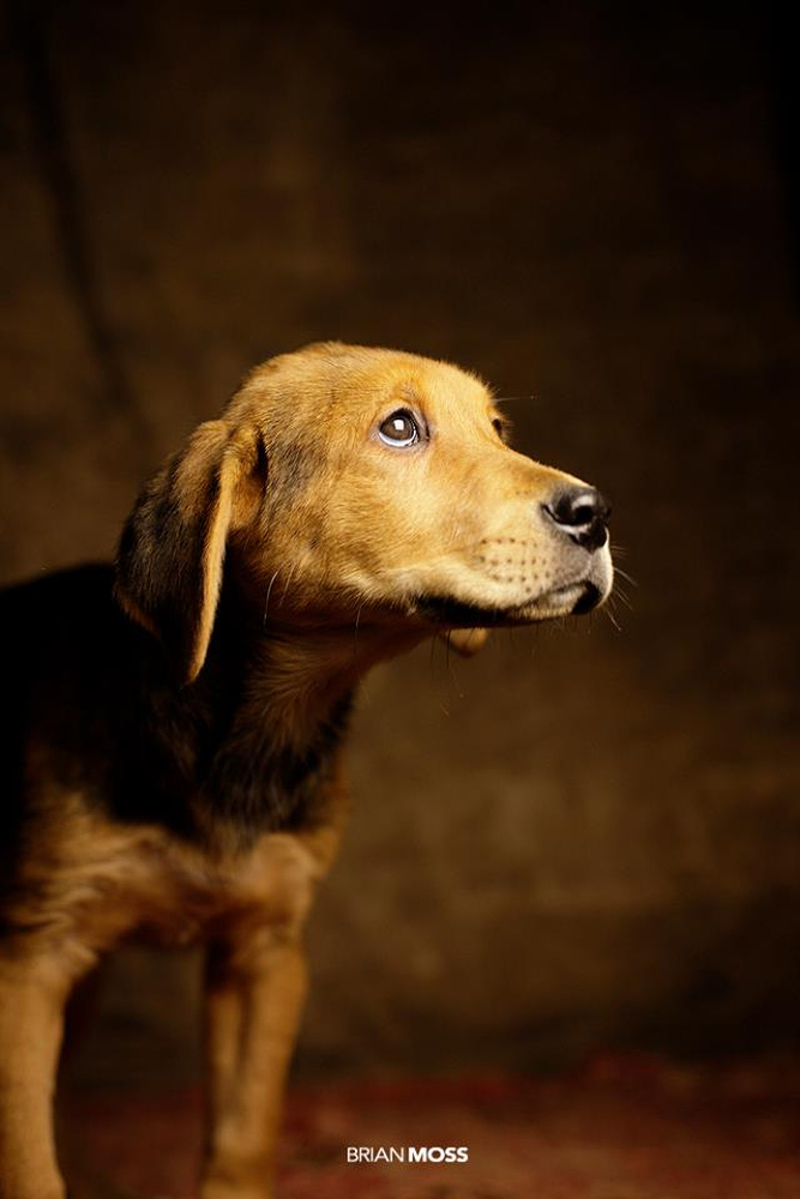 Photographer Captures Beautiful Portraits of Animals Looking for Forever Homes
