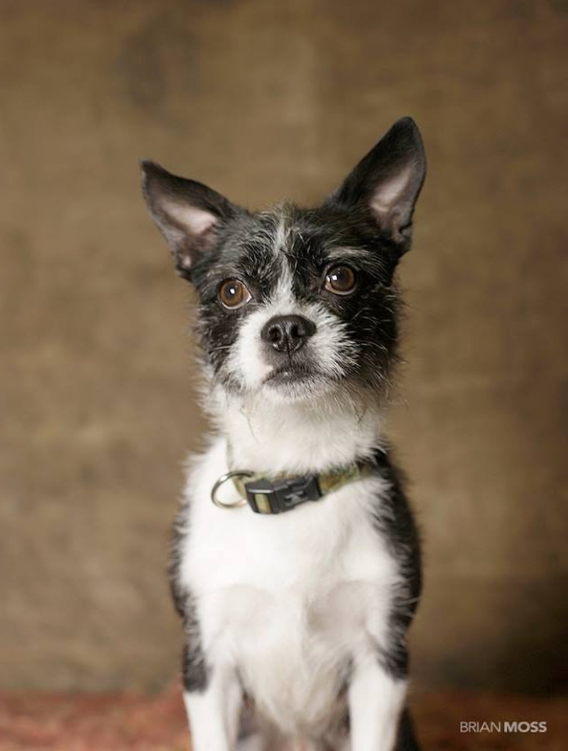 Photographer Captures Beautiful Portraits of Animals Looking for Forever Homes