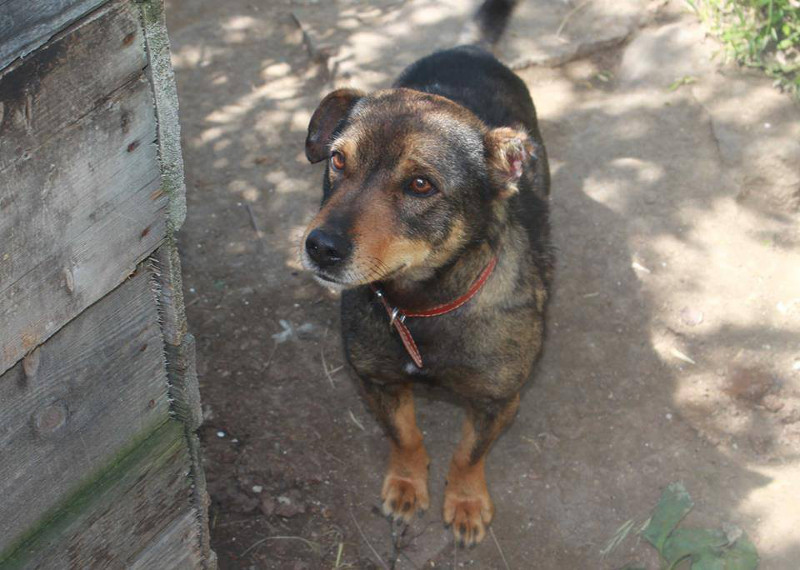 From Flames to Freedom: Lubcho, the Dog Without a Home