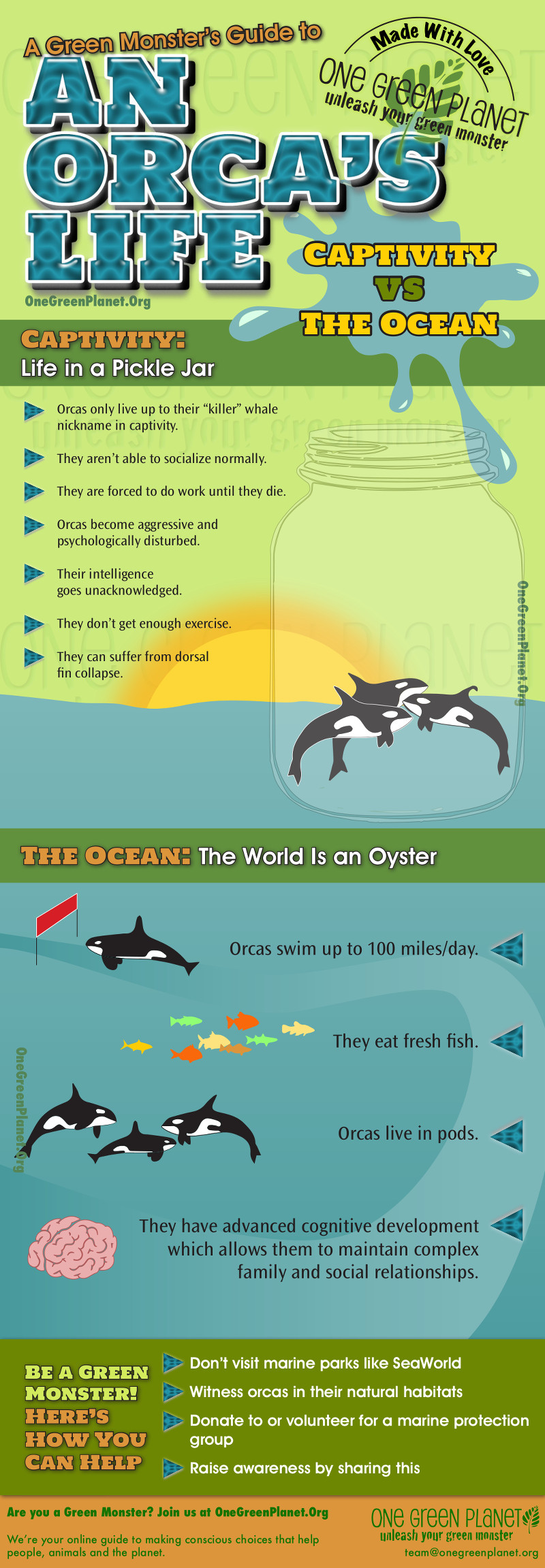 An Orca's Life in Captivity vs. the Ocean [INFOGRAPHIC]