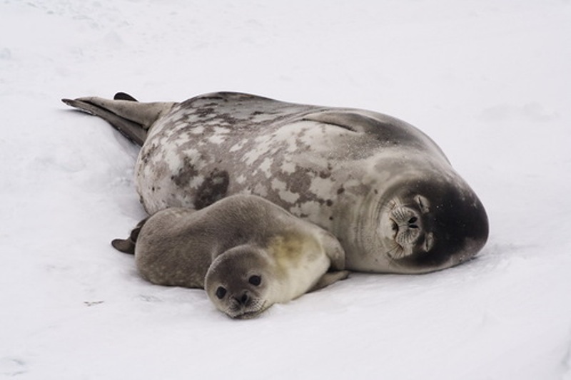 14 Beautiful Photos of Animal Moms With Their Babies