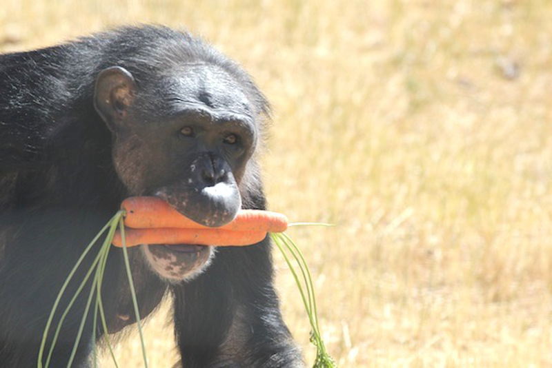 From Unknown to Queen – the Journey of a Special Chimpanzee 