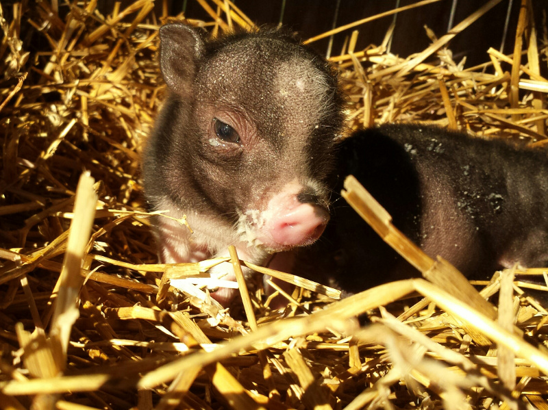 OMG Piglets! Orphan Oinkers Find New Home at PIGS Animal Sanctuary