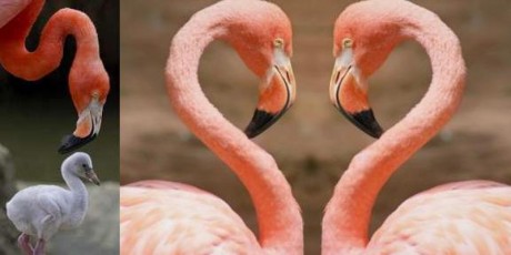 These Adorable Animal Couples Will Melt Your Heart!
