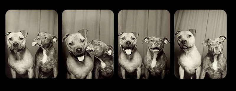 Invented Fear and Injustice We Wrongly Place on Pit Bulls