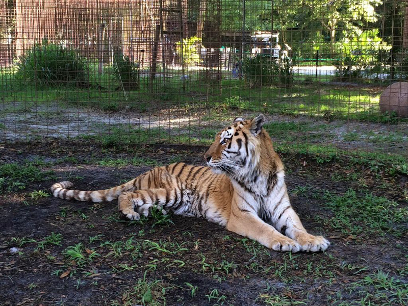 From a Failed Big Cat "Facility" to a Second Chance at a Happy Life: Meet the Rescued Tigers of Big Cat Sanctuary