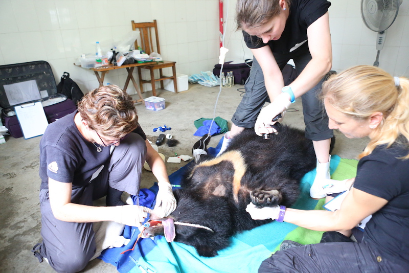 Animals Asia Vets Race Against the Clock to Save 130 Moon Bears