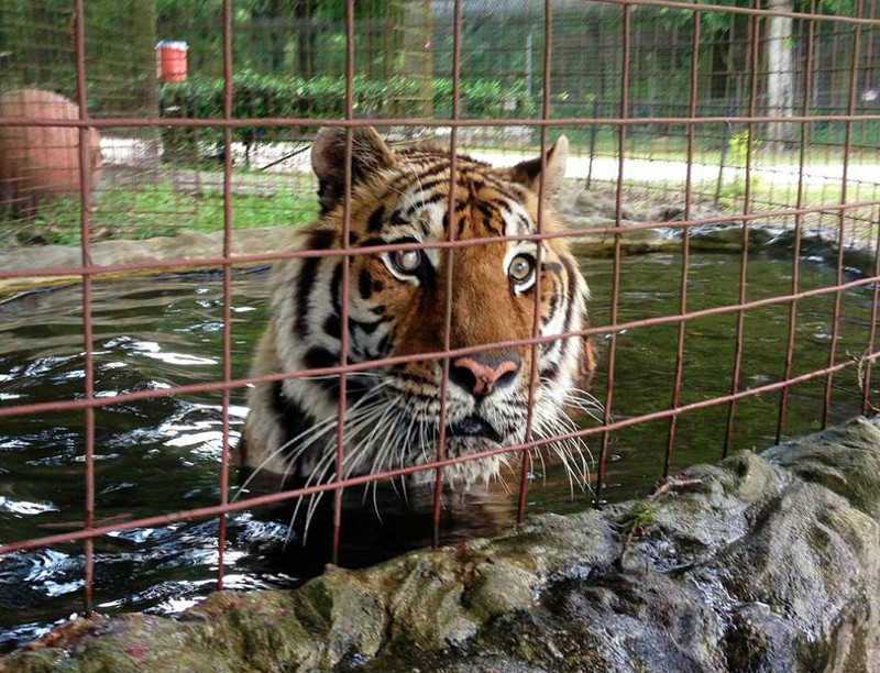From a Failed Big Cat "Facility" to a Second Chance at a Happy Life: Meet the Rescued Tigers of Big Cat Sanctuary