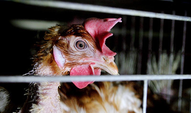 'Ag-Gag' — When Animal Laws Protect the Abusers, not the Abused 