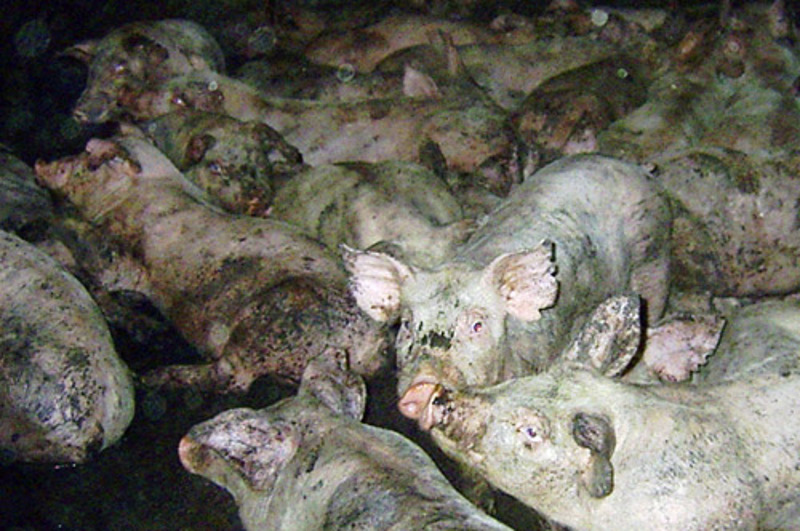 Super Scary: Animal Agriculture Linked to Global 'Superbug' Threat