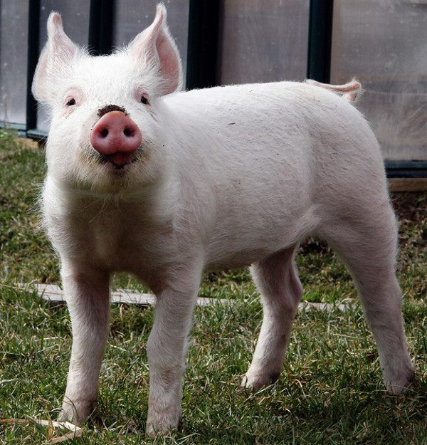 How Amelia, "The Worst Pig in the World" Came to be Loved by Catskills Animal Sacntuary (Photos)