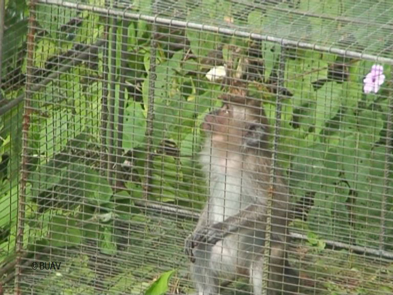 Plight of the Monkeys of Mauritius 