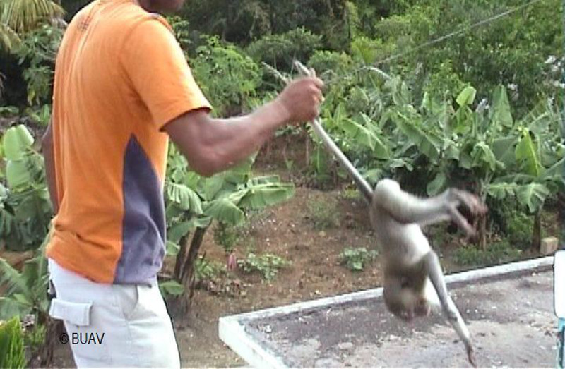 Plight of the Monkeys of Mauritius 