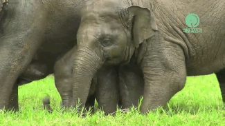 Rescued Elephants Have Fun in the Rain, Like They've Never Seen it Before