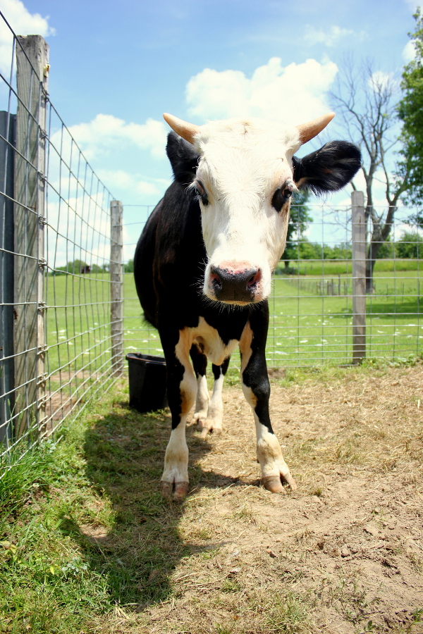 Stevie the Rescued Blind Calf Finds His way at SASHA Farm Sanctuary 