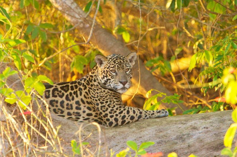 What Cattle Ranching and the Loss of Jaguars has to do With Species Extinction in the Amazon Rainforest