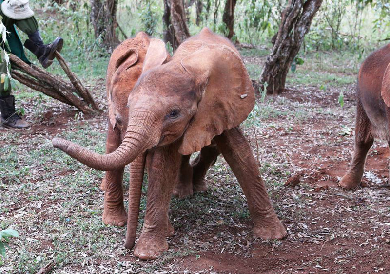 Rescued From a Well, 4-Week old Elephant Take Life by the Trunk (PHOTOS)