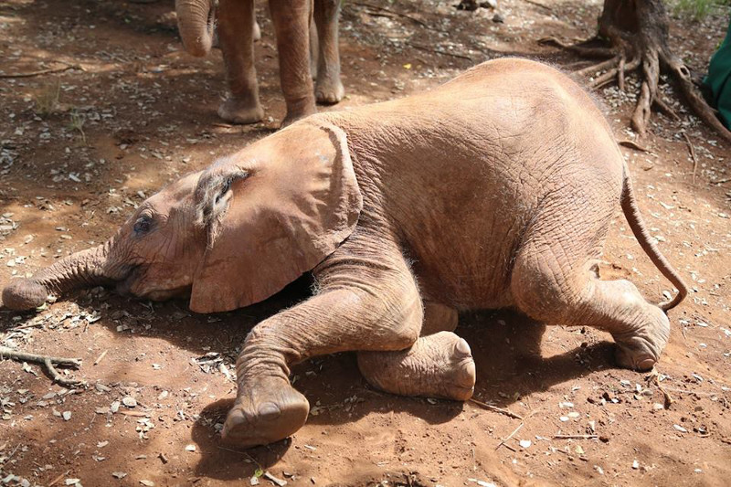 Rescued From a Well, Kauro the Elephant Takes Life by the Trunk (PHOTOS)