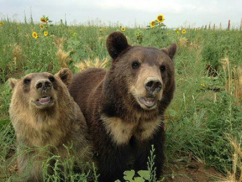 Rescued From a Strip Mall Tourist Attraction, 17 Bears Find a New Life at the Wild Animal Sanctuary