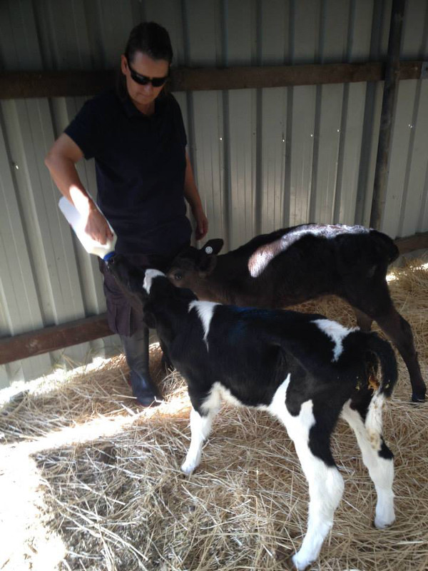 From Skinny and Scared to Bold and Beautiful: 6 Rescued Dairy Calves Live it up at Manning River Farm Sanctuary (PHOTOS) 