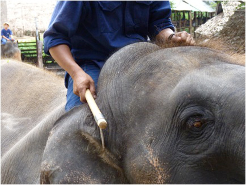 Thinking of Going Elephant Trekking This Summer? Here's What You Need to Know Before You Book!