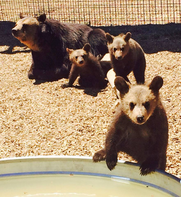 Rescued From a Strip Mall Tourist Attraction, 17 Bears Find a New Life at the Wild Animal Sanctuary