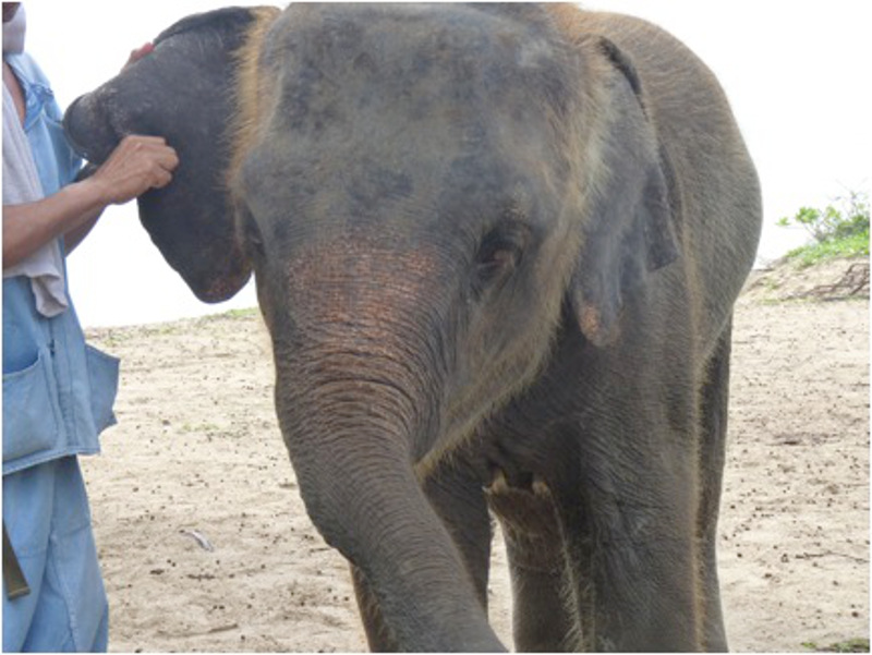 Thinking of Going Elephant Trekking This Summer? Here's What You Need to Know Before You Book!
