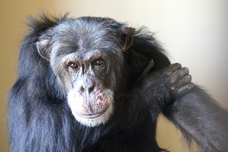 Chimps are Just Like Us (PHOTOS) 