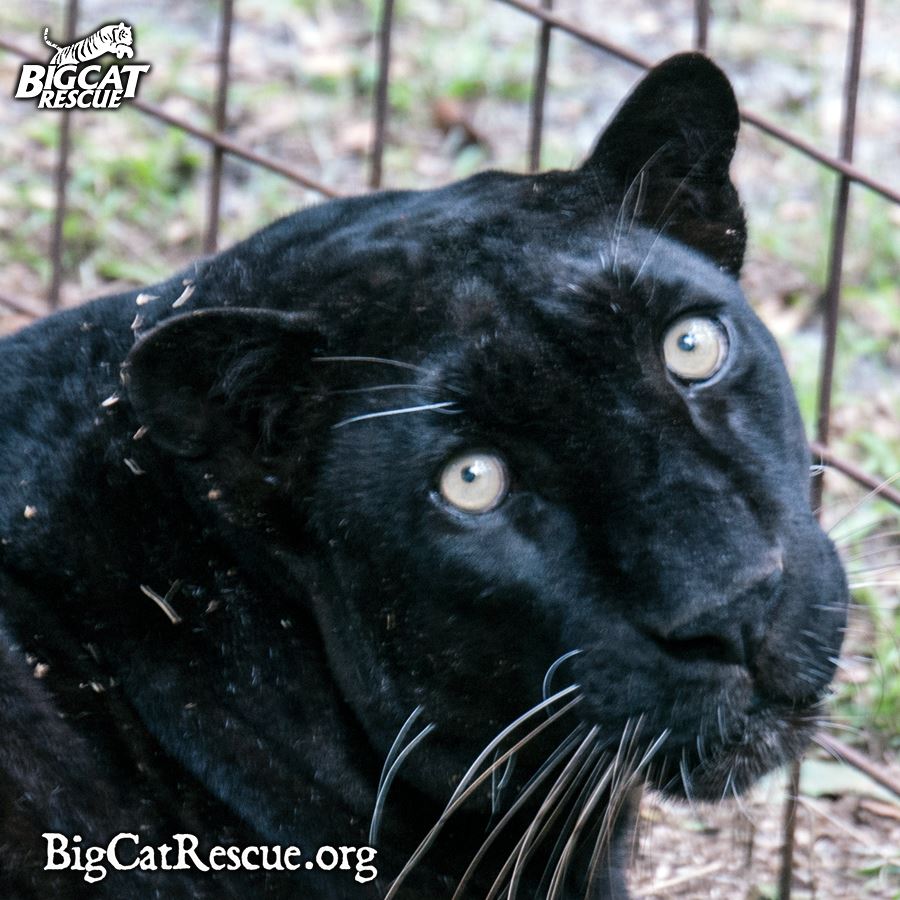 Why the U.S. Needs to Ban Big Cat Ownership 