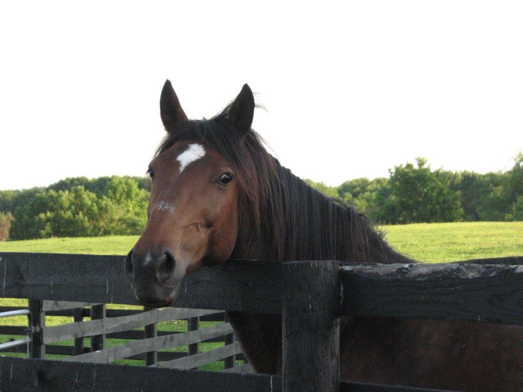 After Serving Seven Years as a Carriage Horse, Bobby II Gets a Lifelong Vacation at Safe Home Equine Sanctuary